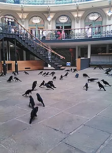 A gathering of sculptural black birds in a public space.