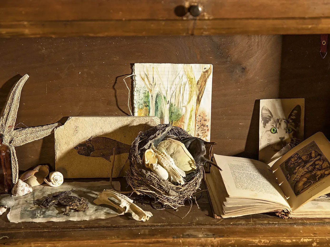 Close-up of books, drawing, cat card, fish card, sea star, shells and more on shelf.