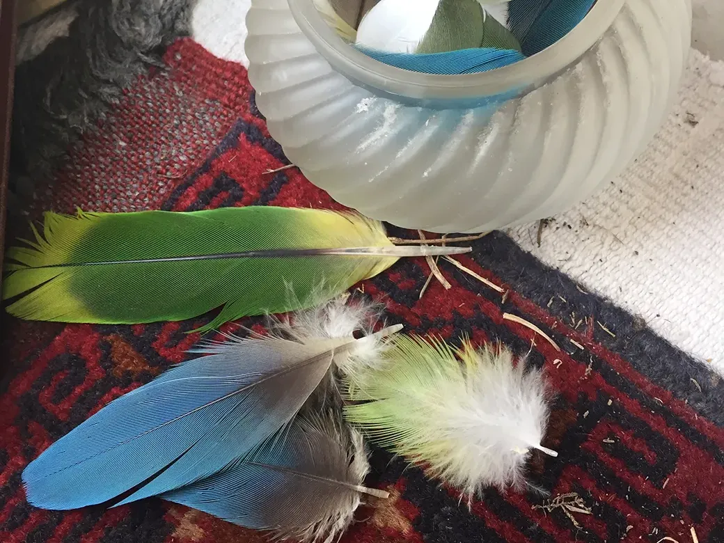 Detail view of glass bowl and colourful feathers.